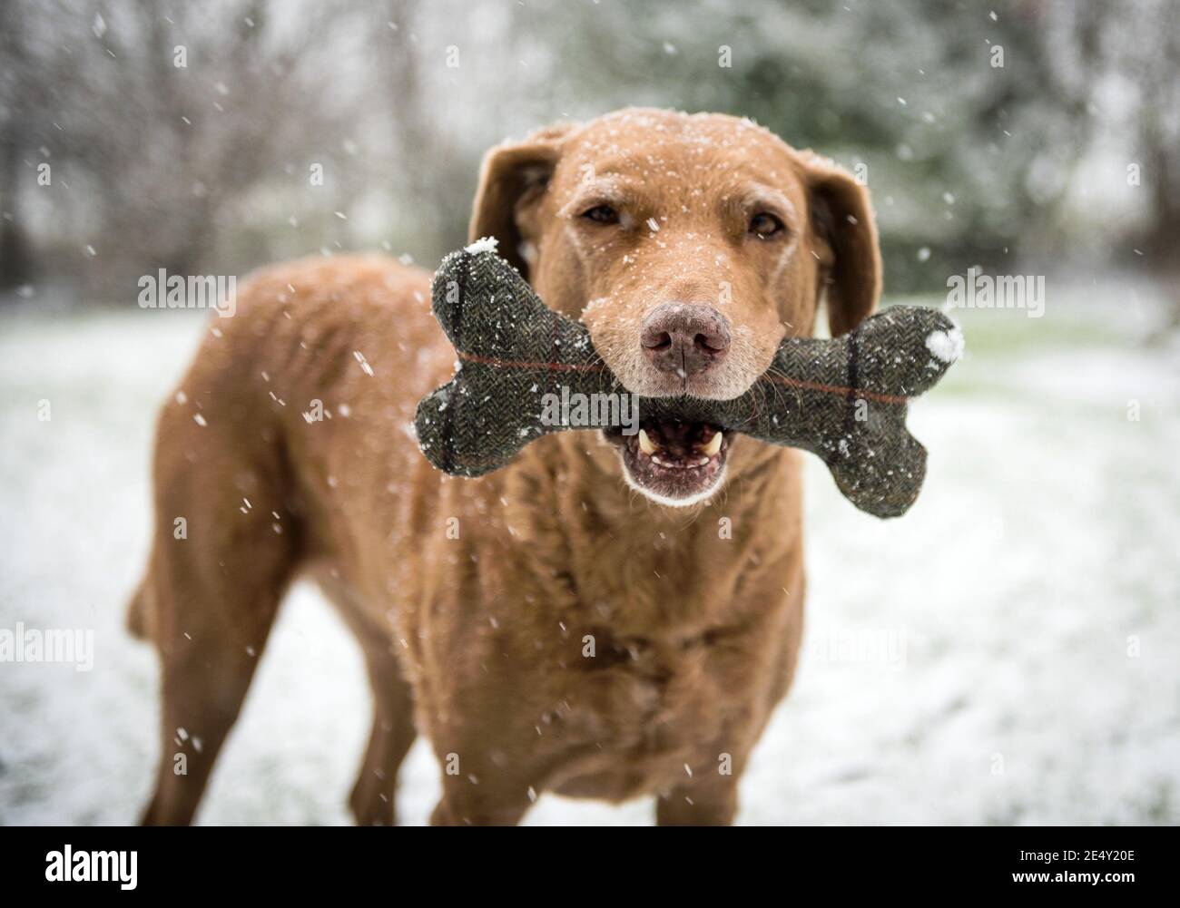 Dog with Tweed Bone Stock Photo
