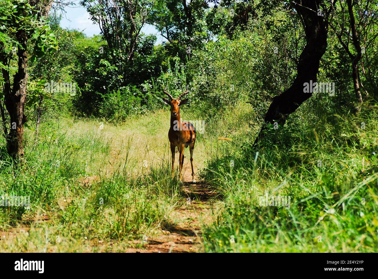 Alone Impala antelope male on the roud in the middle of bush in Swaziland Stock Photo