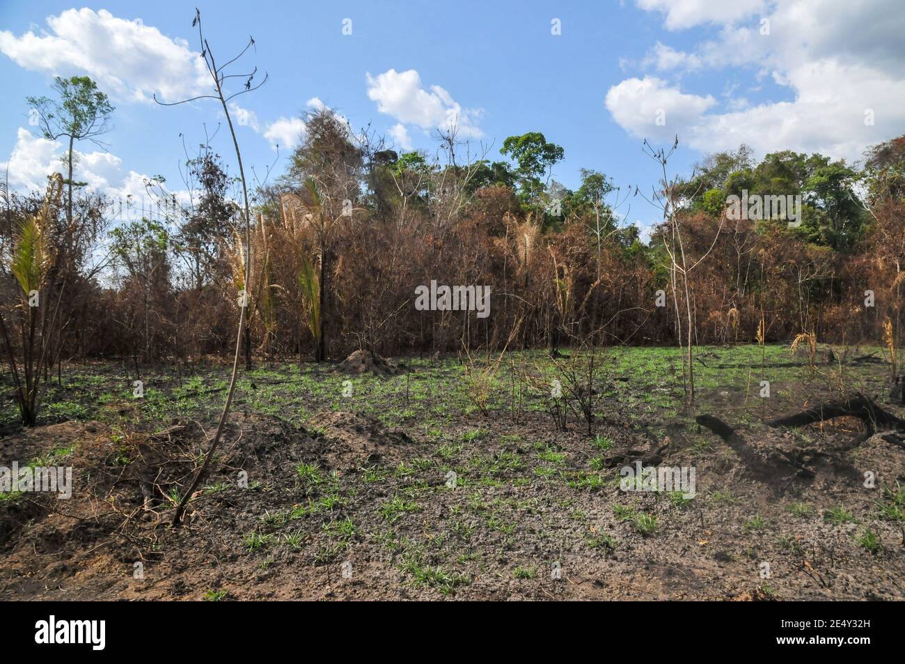 Amazon rainforest burn brazil hires stock photography and images Alamy