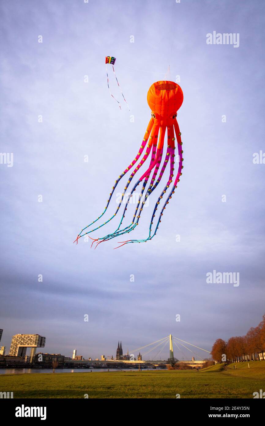 large octopus kite on the banks of the river Rhine in the town district Deutz, view to the cathedral, Cologne, Germany.  grosser Octopus Drachen ueber Stock Photo