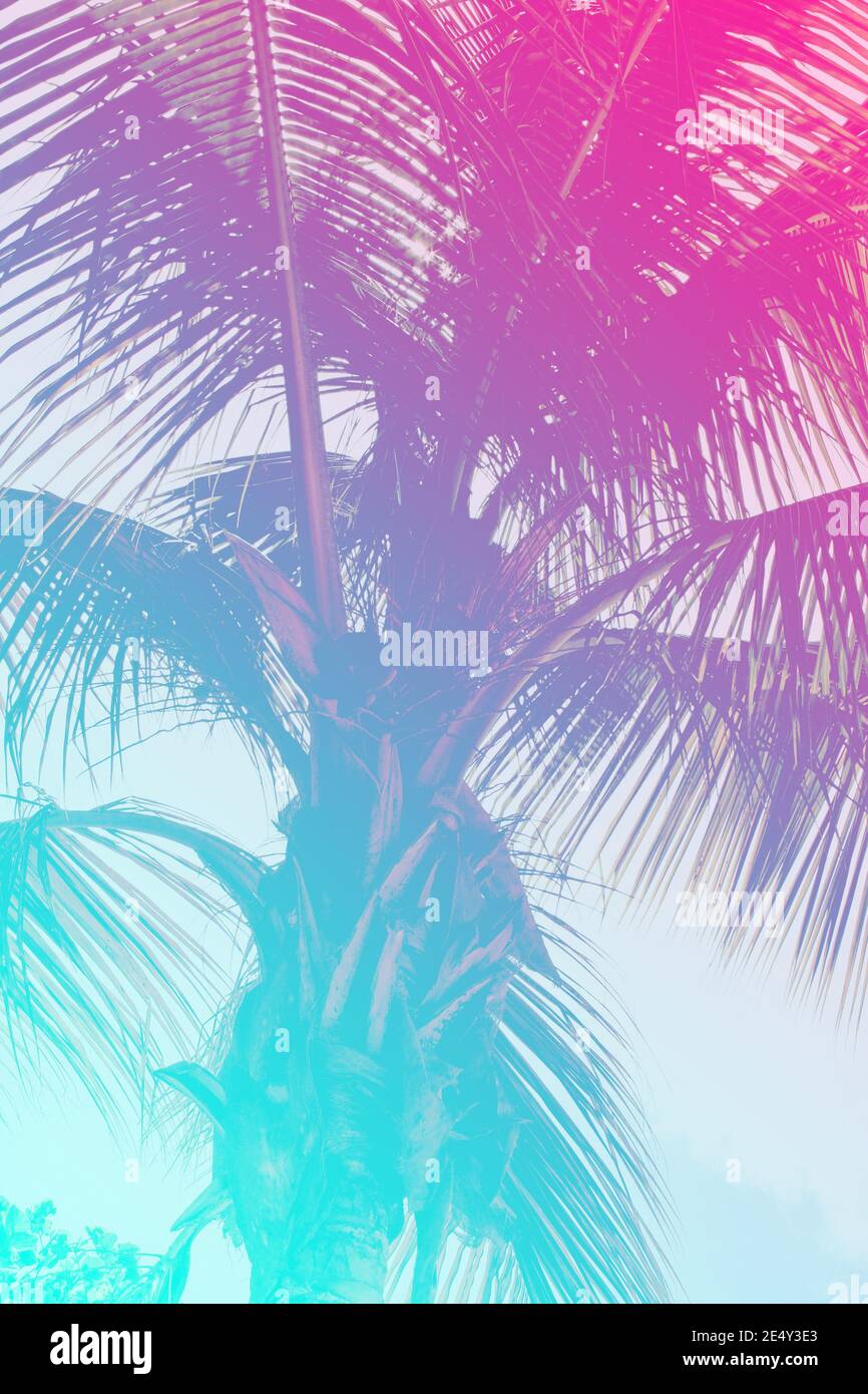 Colorful tropical 90s/80s style palm tree jungle background texture with pink, turquoise gradient Stock Photo