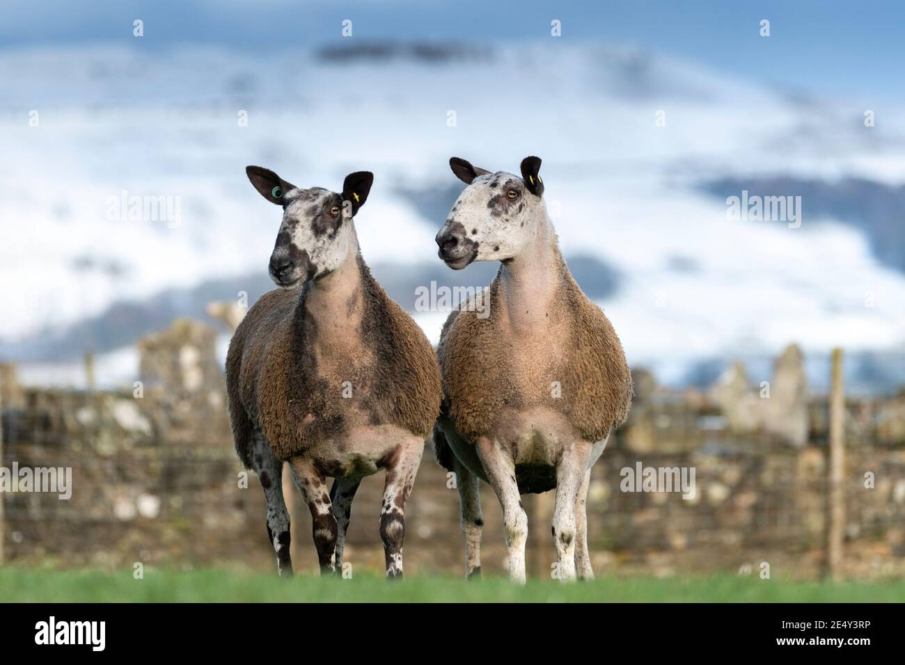 Blue Faced Leicester ewes in an upland pasture on a wintery day, North Yorkshire, UK. Stock Photo