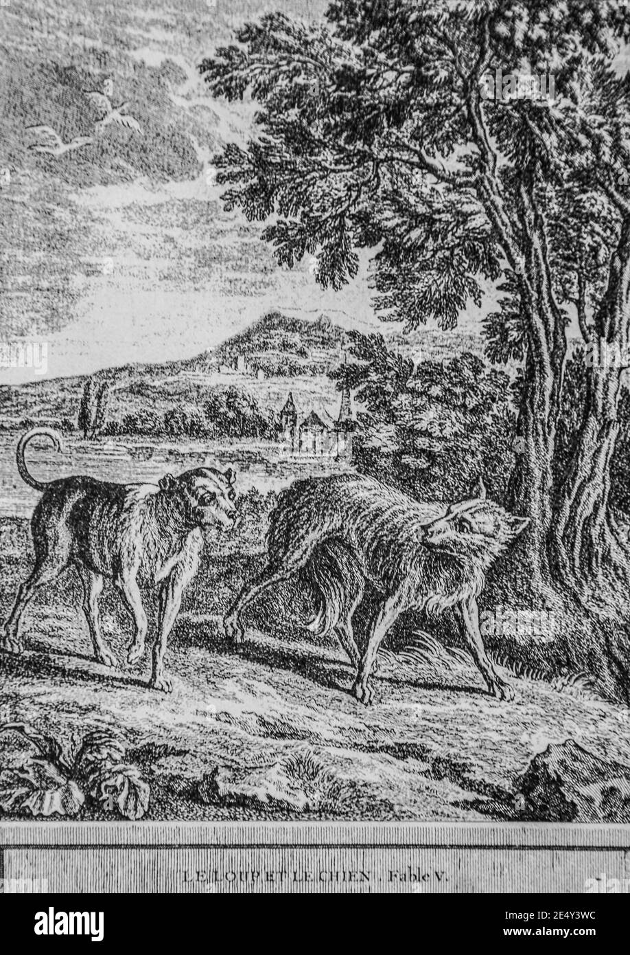 le loup et le chien,fables de la fontaine,editeur talan,dier 1904,dessin de  j.b.oudry Stock Photo - Alamy