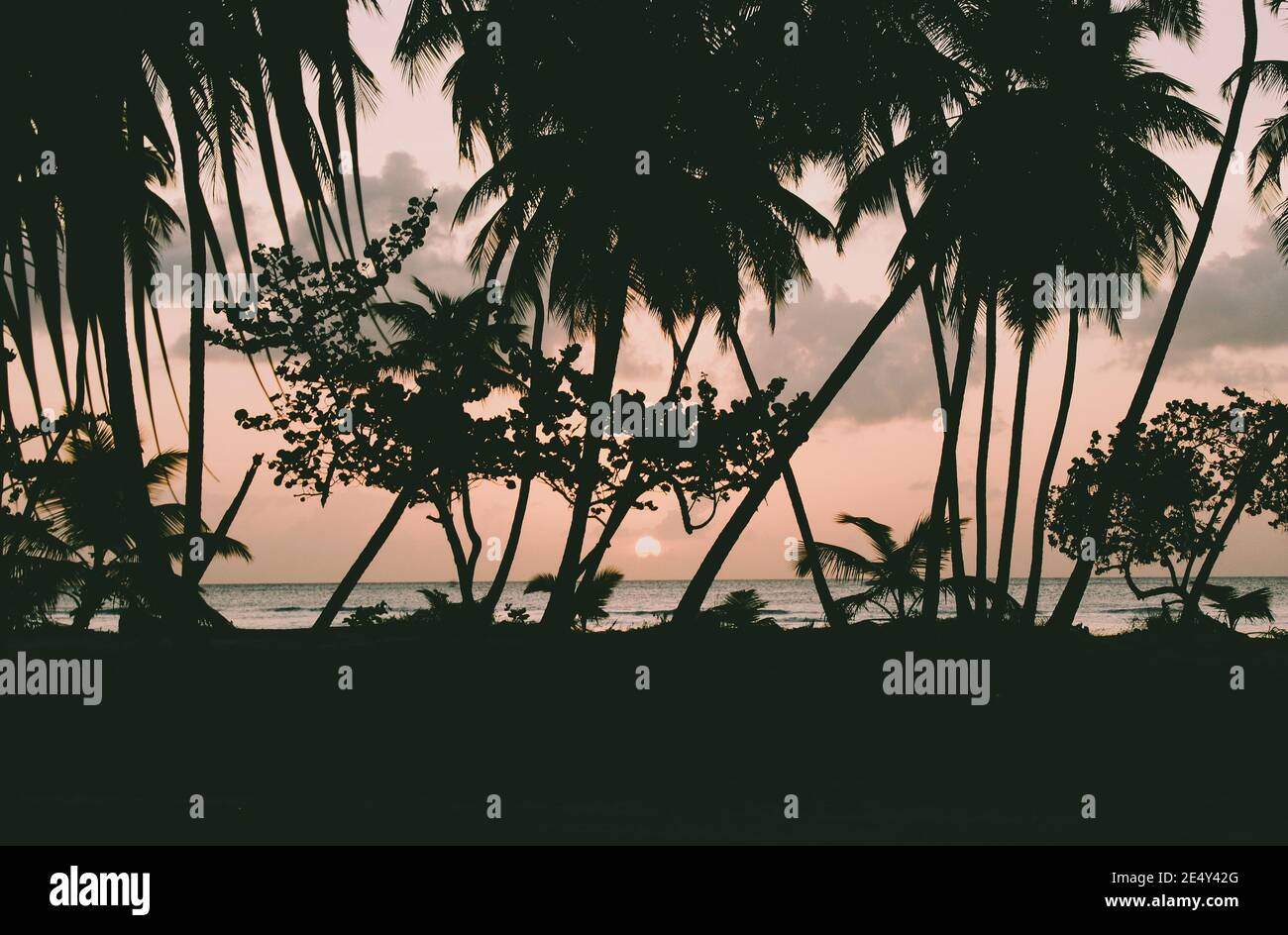 Palm tree beautiful sunset hi-res stock photography and images - Alamy