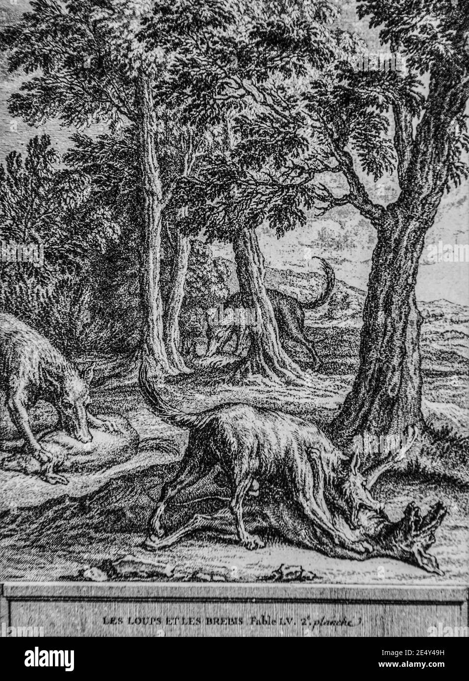 le loup et les brebis,fables de la fontaine,editeur talan,dier 1904,dessin  de j.b.oudry Stock Photo - Alamy
