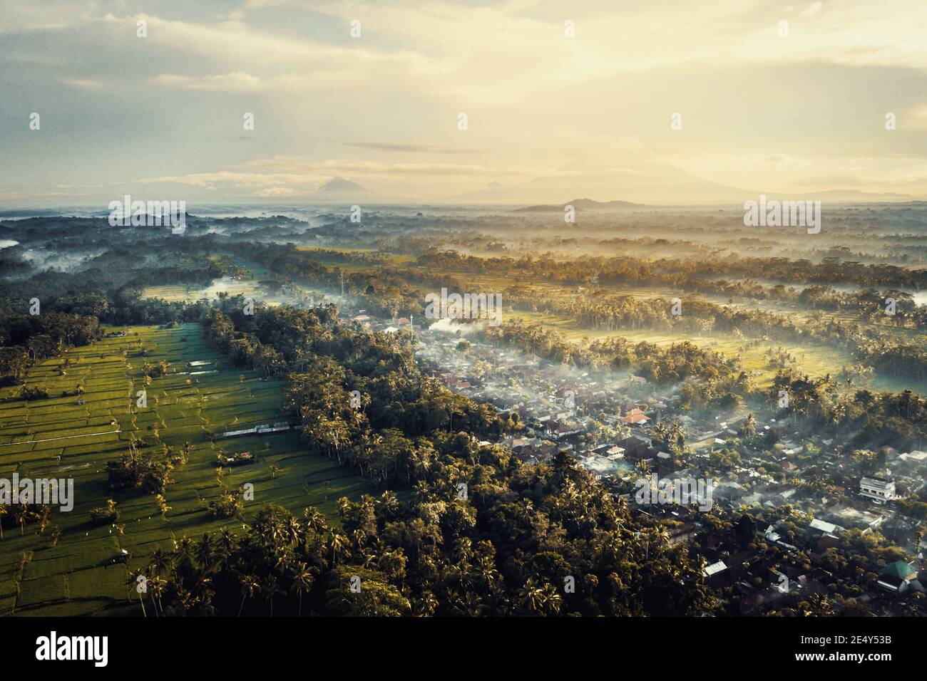 Aerial view golden rice field hi-res stock photography and images - Alamy