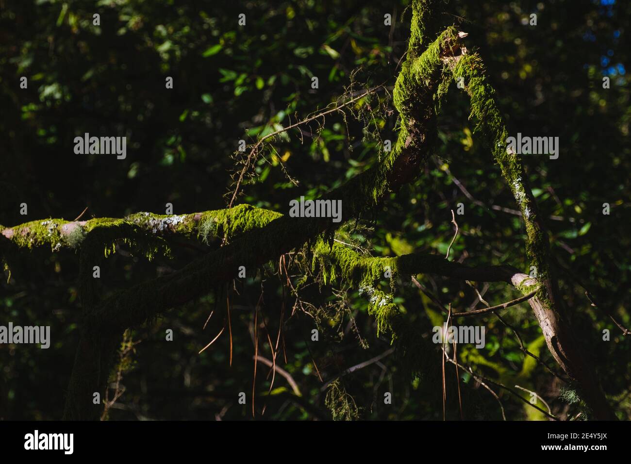A rotten old tree brunch covered of green moss in the shadows beeing partially litted but the nright sunshine light in the morning Stock Photo