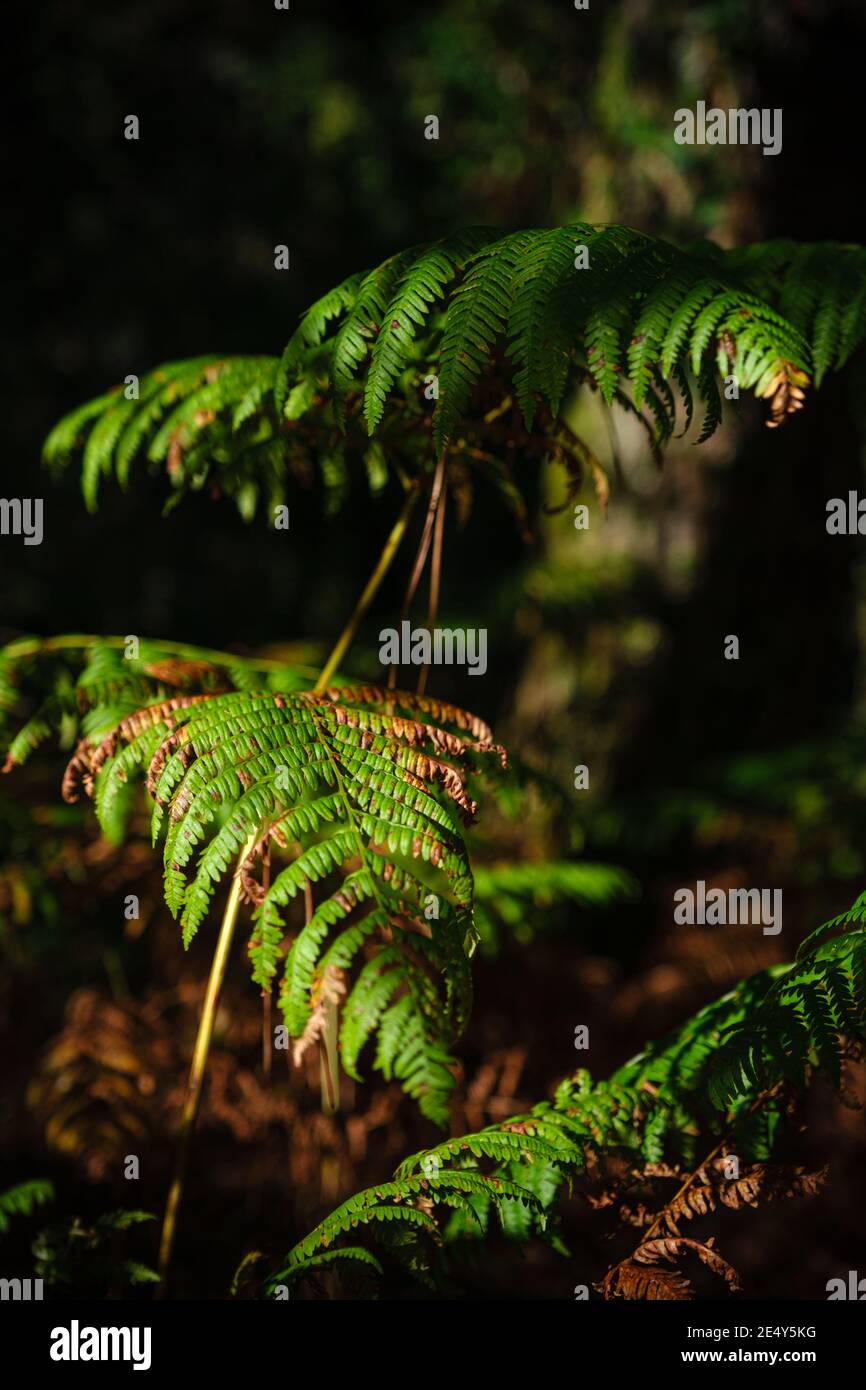 fern leaf catching sunlight in the middle of the shadows while turning