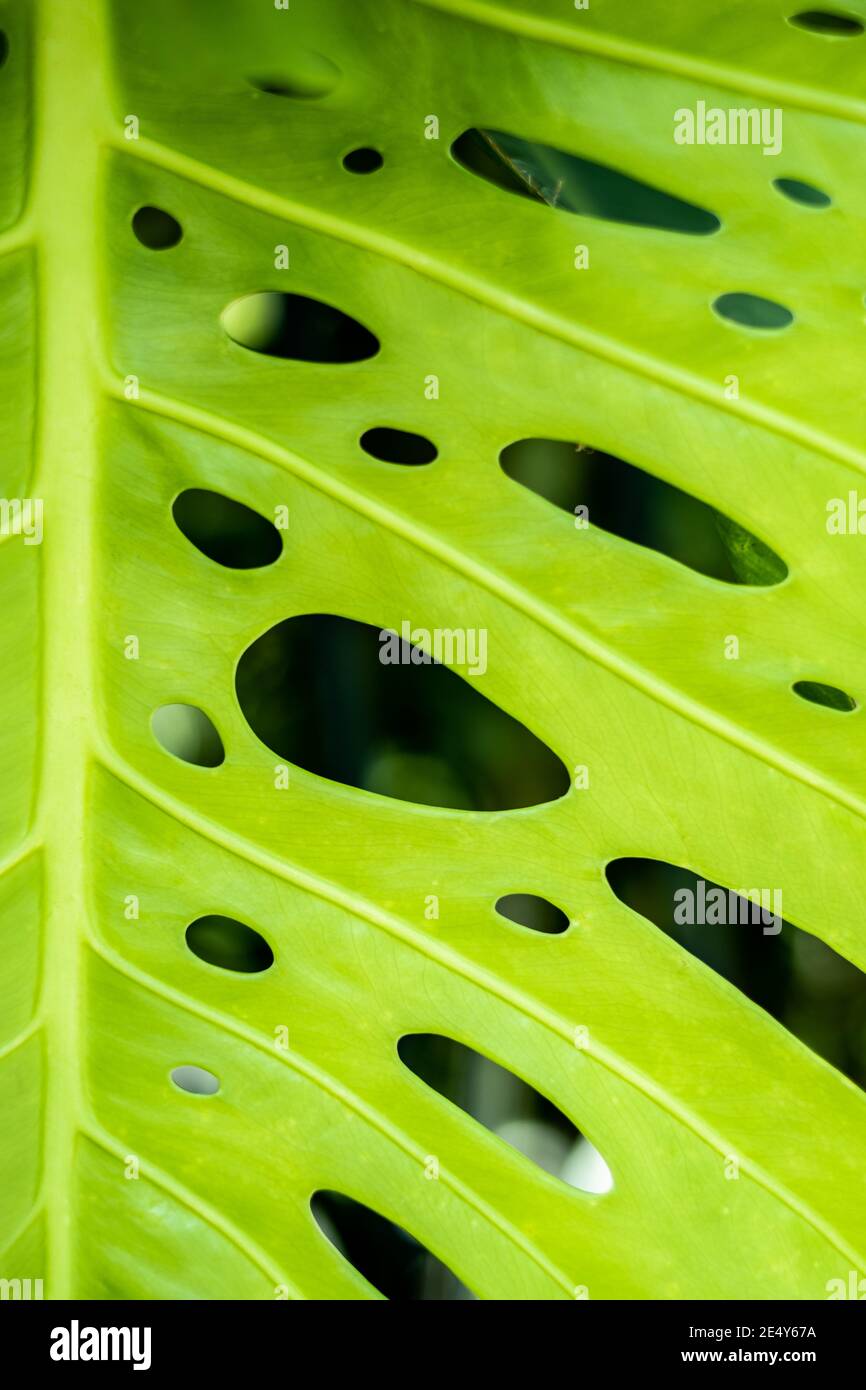 closeup on holes in a green monstera deliciosa plant leaf Stock Photo