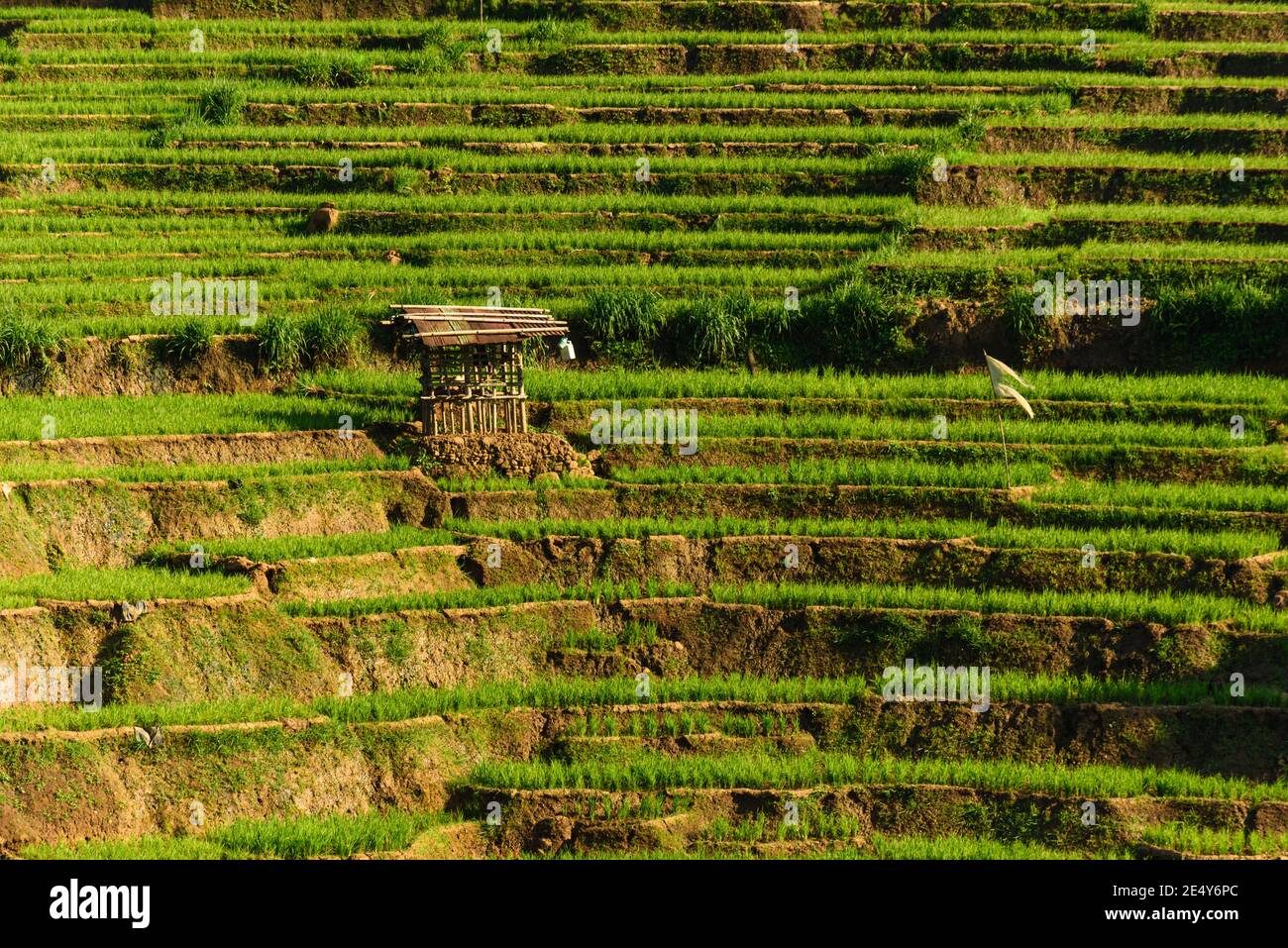 Rice filed terrace in the countryside of Sri Lanka, Hill country Stock Photo