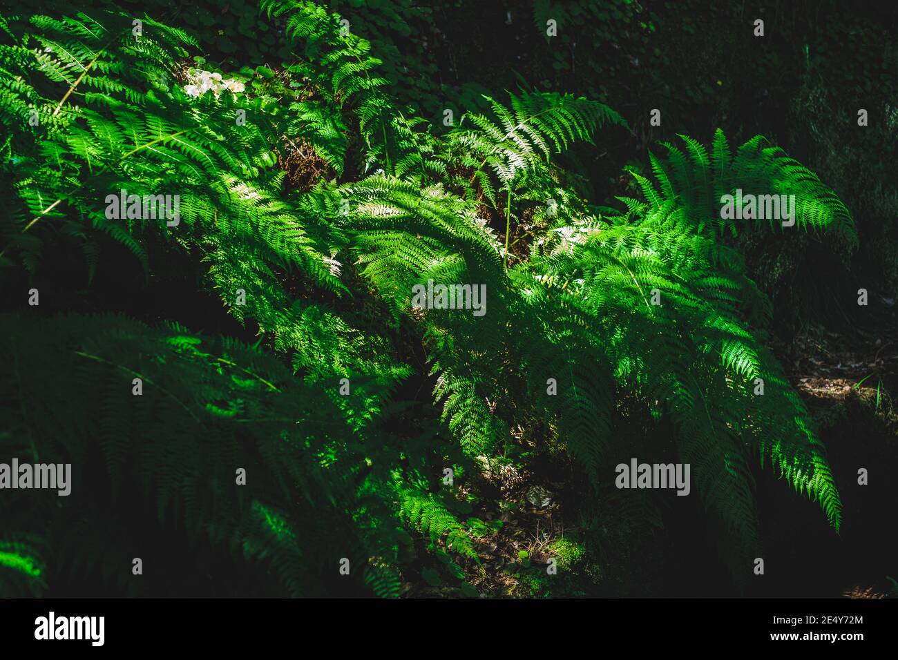 Partial lit fern growing in a tropical forest on the dark shadows but with big leaves Stock Photo