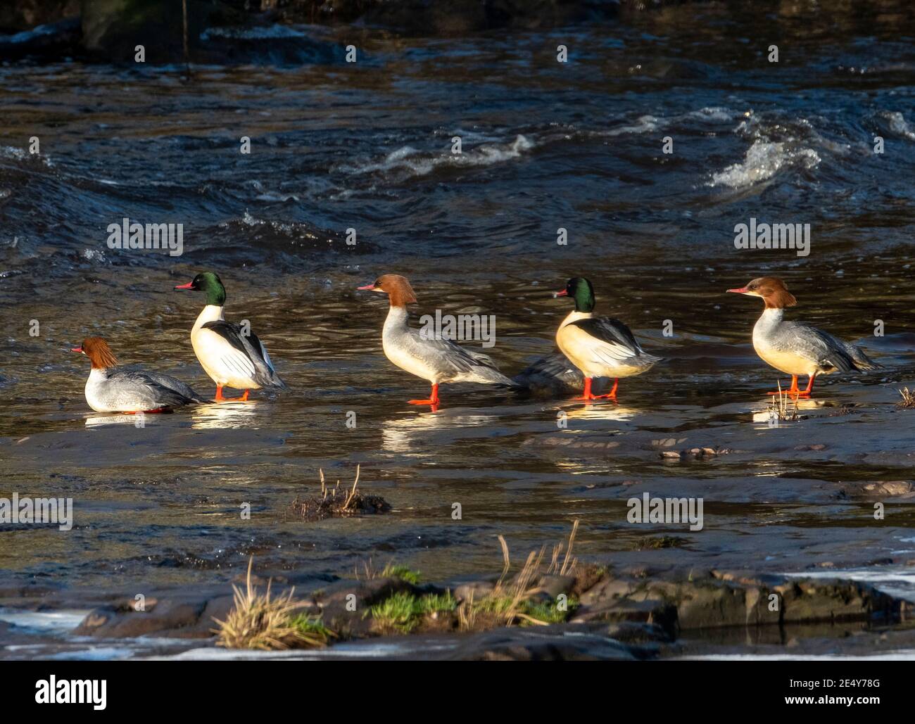 West Lothian, Scotland. 25th January 2021: (Mergus merganser) male (green head) and female (brown head) dry their feathers in the low winter sunlight on the River Almond, West Lothian, Scotland, UK.    Credit: Ian Rutherford/Alamy Live News. Stock Photo