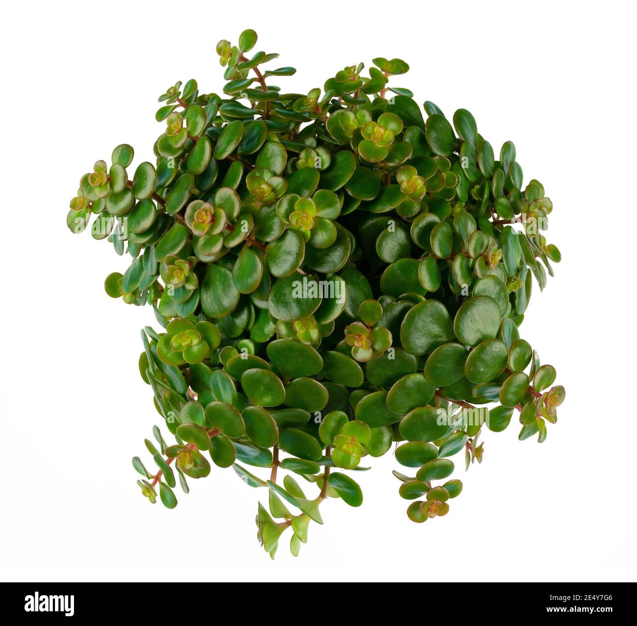 directly above view of green potted plant isolated on white background Stock Photo