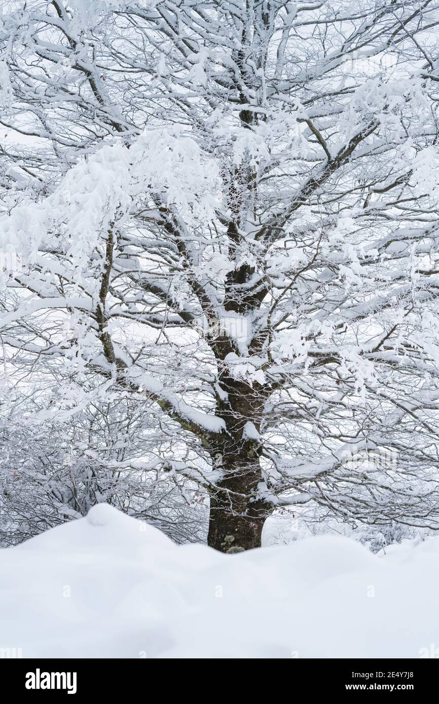 Snowy beech forest in winter in Puerto de Opakua, in the Sierra de ...