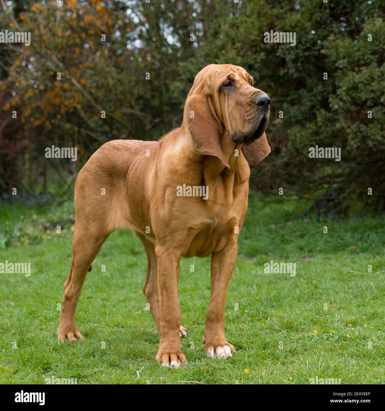 Bloodhound ga 2025