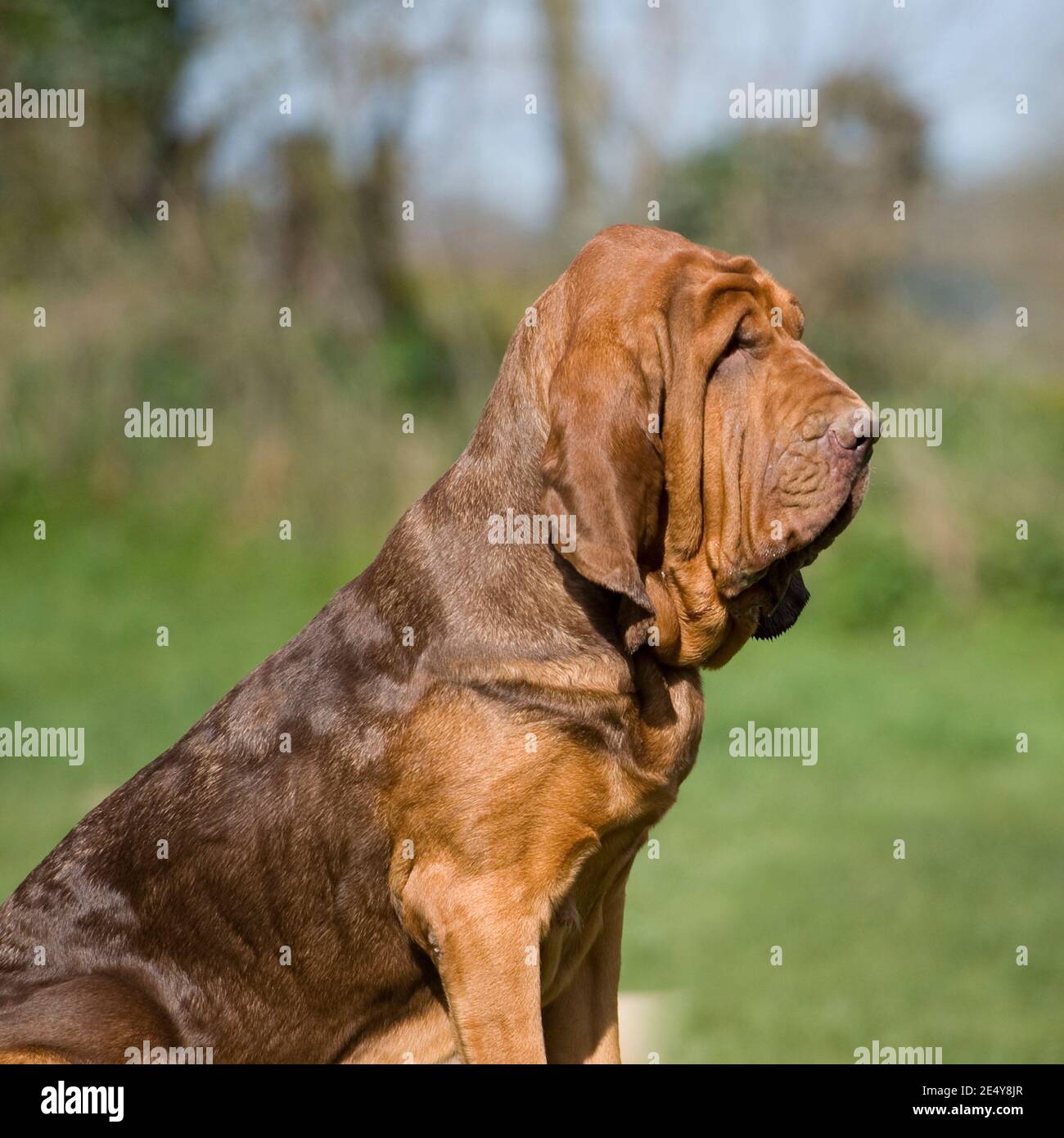 Liver bloodhound 2025