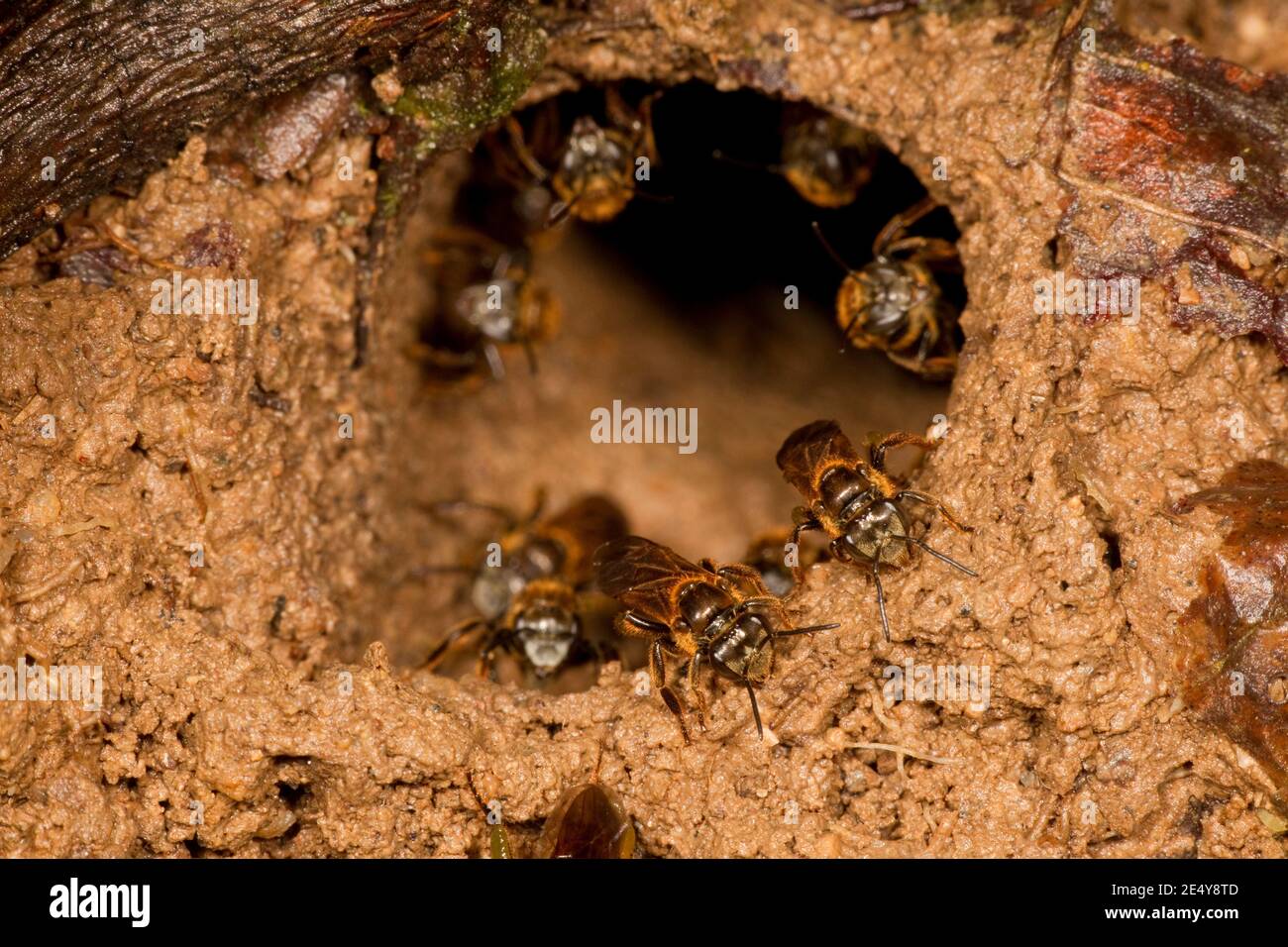 Unidentified Bee nest, Apidae. Stock Photo