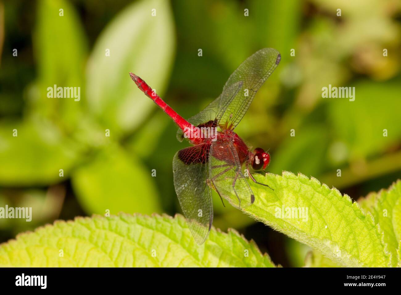 Unidentified Dragonfly, Libellulidae, Odonata. Stock Photo