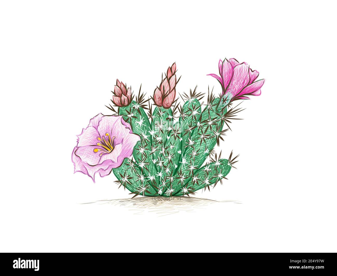 Illustration Hand Drawn Sketch of Grusonia Cactus with Pink Flower for Garden Decoration. Stock Photo