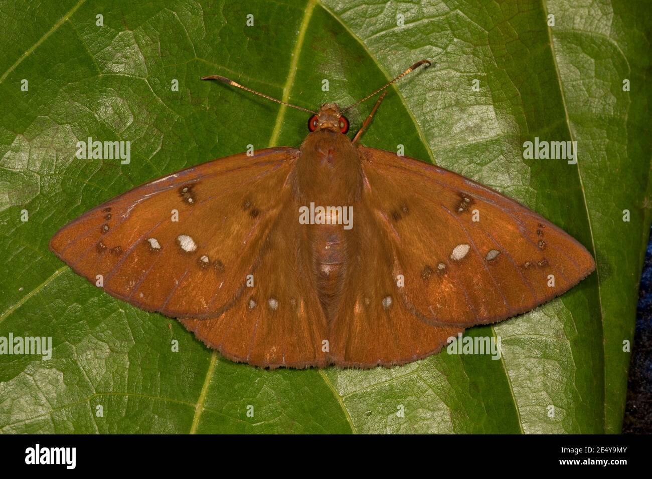 Subtle Scarlet-eye Skipper Butterfly, Dyscophellus ramusus, Hesperiidae. Dorsal view. Nocturnal. Stock Photo