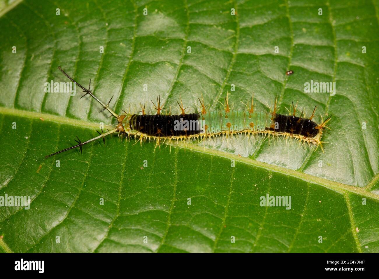 Nymphalid Butterfly larva, Catonephele acontius, Nymphalidae. Larva images 14121917-14121930 and 14121950-14121955 on 12-14-14, 14122592-14122607 on 1 Stock Photo