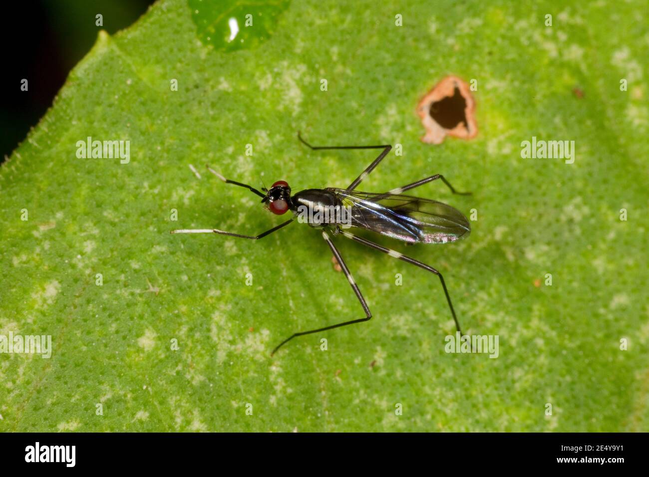 Unidentified Stilt-legged Fly, Micropezidae. Wasp-mimic. Stock Photo