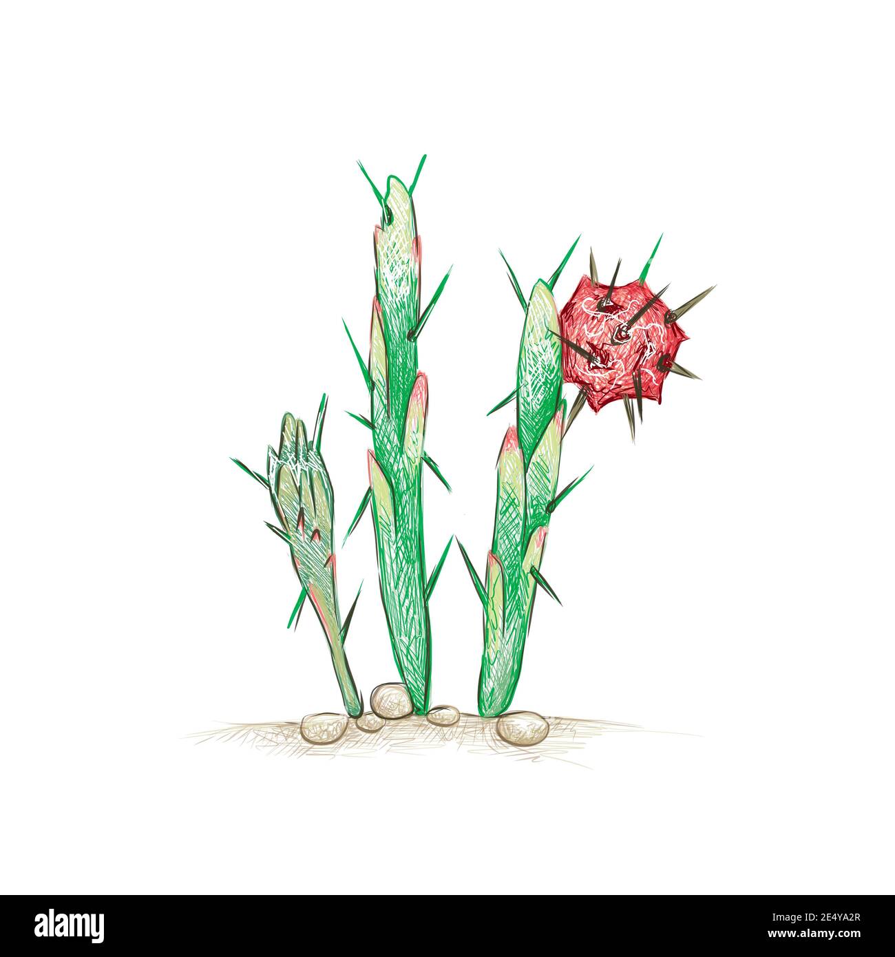Illustration Hand Drawn Sketch of Harrisia, Applecactus, Moonlight Cactus with Red Fruits for Garden Decoration. Stock Photo