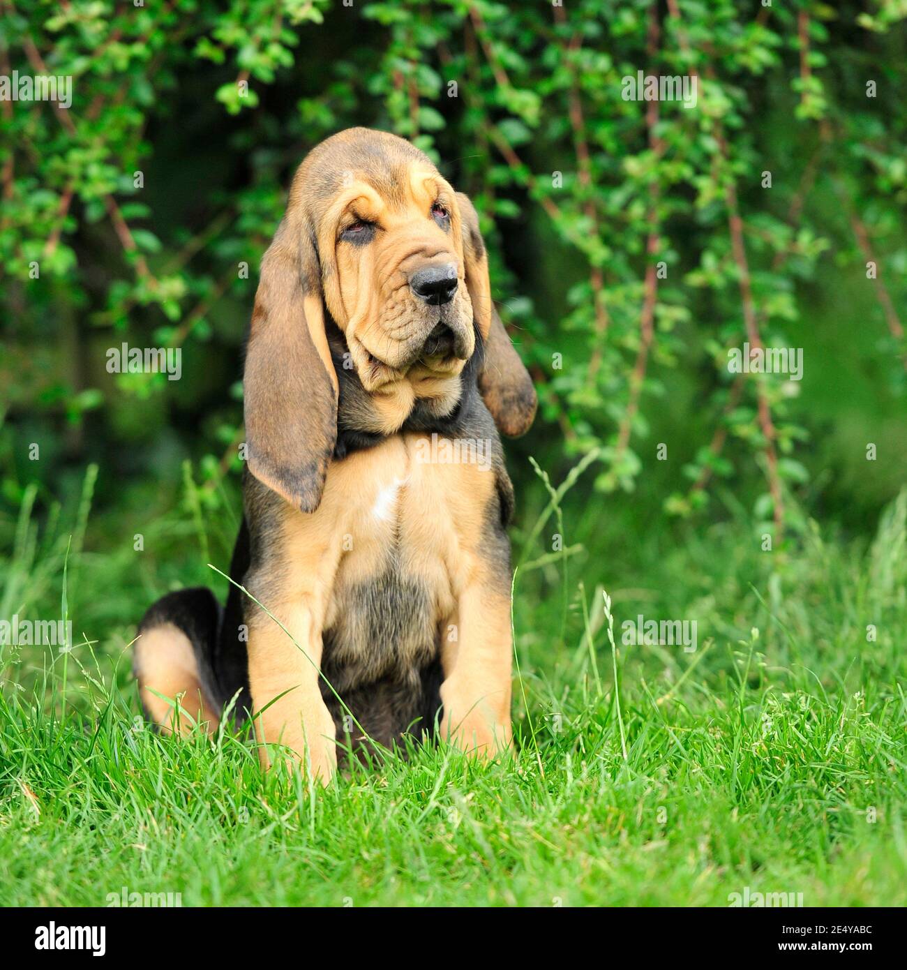 bloodhound puppy Stock Photo