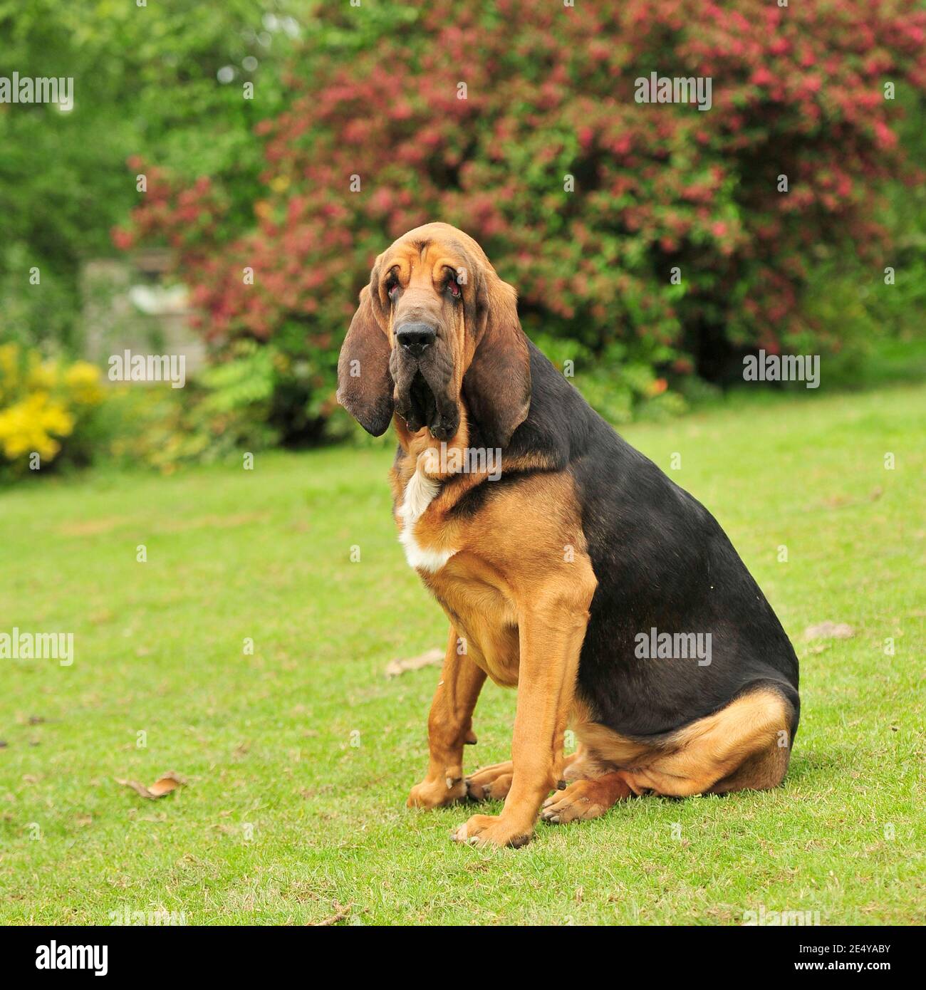Bloodhound full body hi-res stock photography and images - Alamy