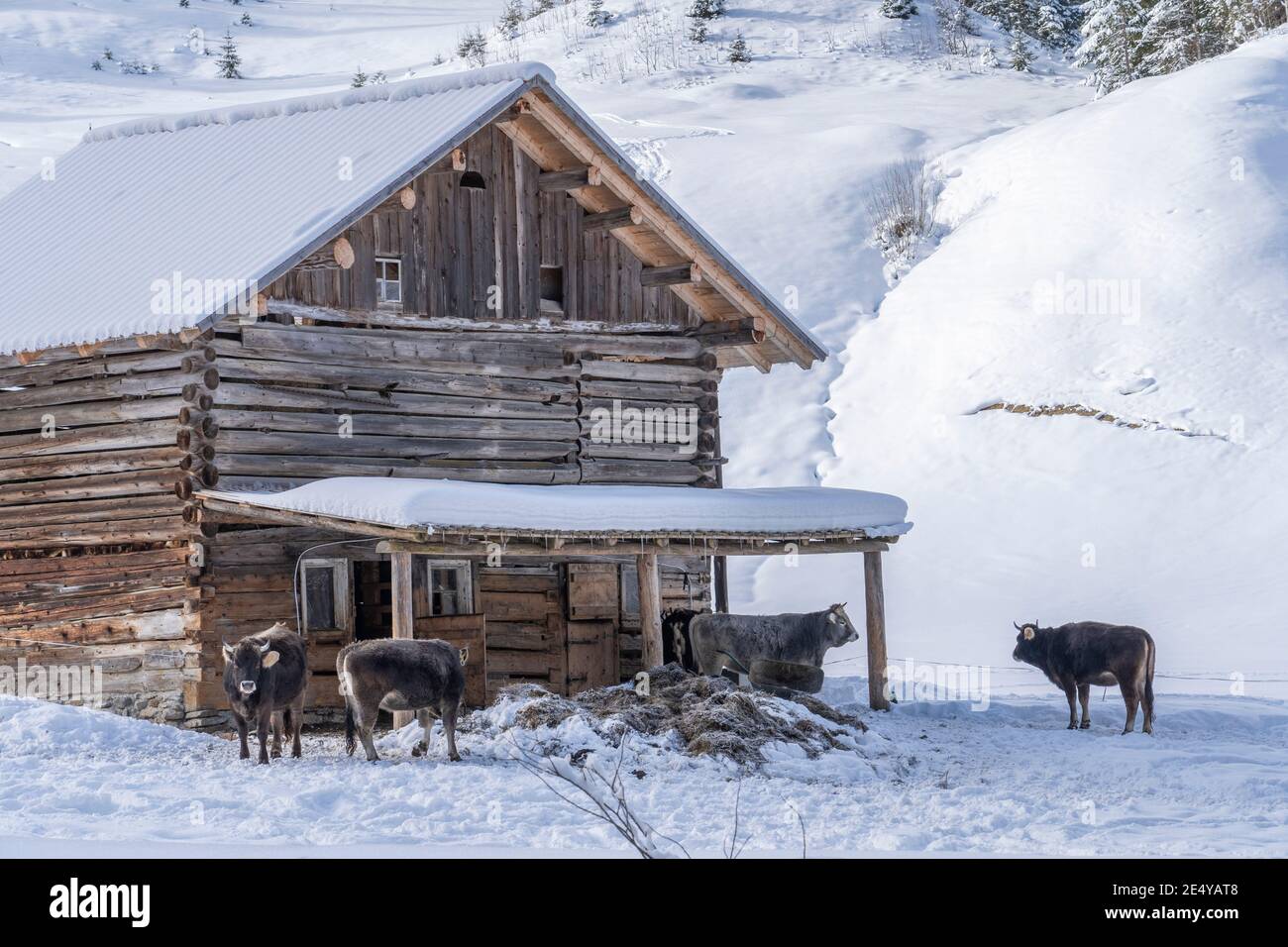 herd of cattle in the Kleinwalsertal, Vorarlberg, Austria, being feeded in front of a alp cottage in deep powder snow Stock Photo