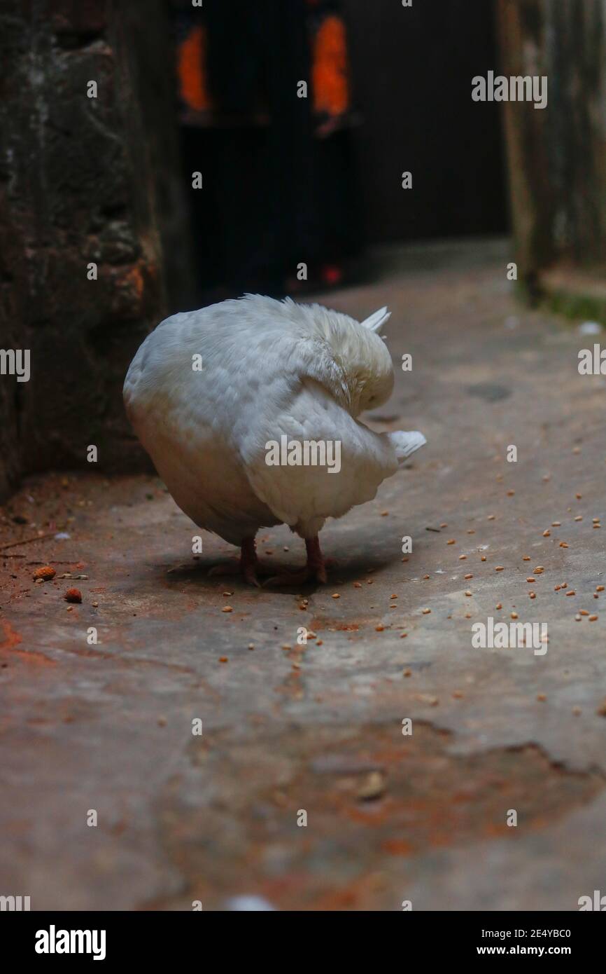 White dove cleaning its tail Stock Photo Alamy