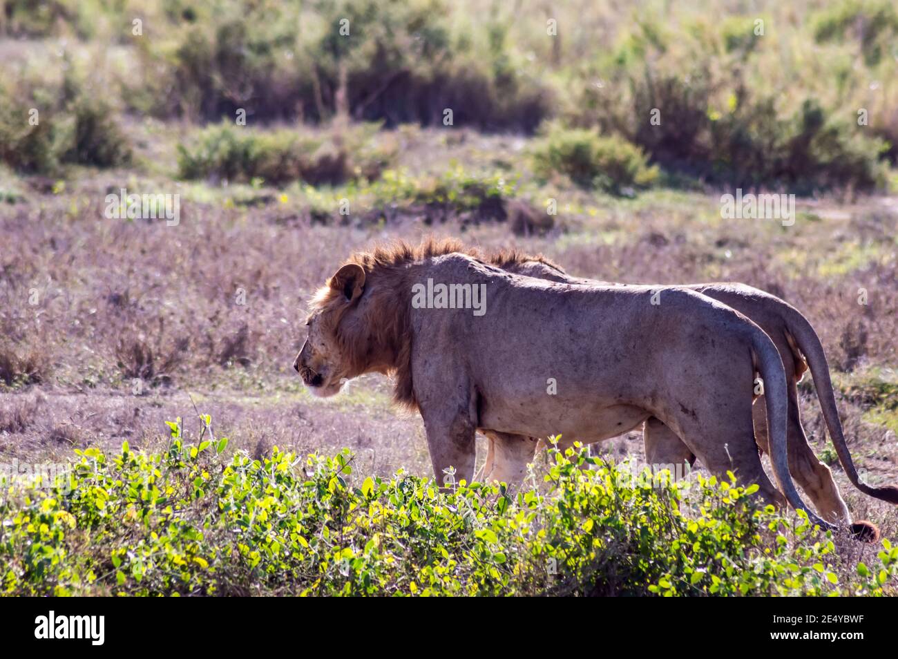 Two young male lion in the African savannah and guarding his territory in the afternoon somewhere in Tsavo East National Park, Kenya. Stock Photo