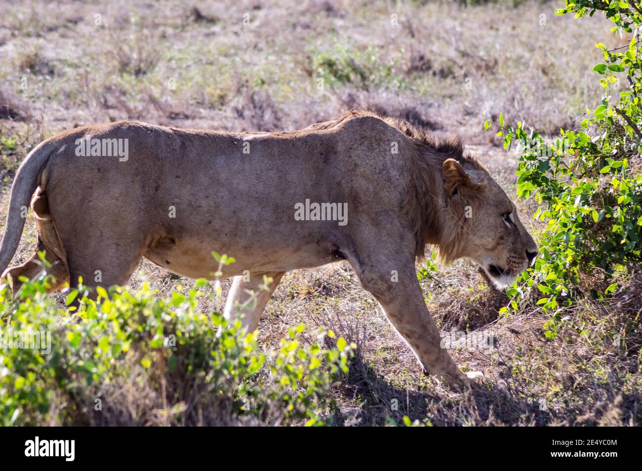 Young male lion in the African savannah and guarding his territory in the afternoon somewhere in Tsavo East National Park, Kenya. Stock Photo