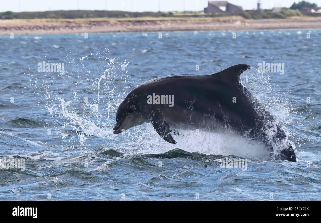 Bottlenose Dolphin (Tursiops Truncatus) taken from the shore at Chanonry Point. Stock Photo