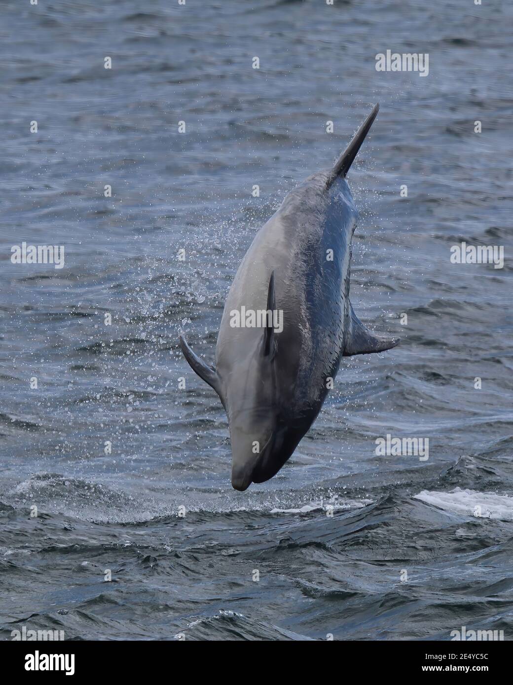 Bottlenose Dolphin (Tursiops Truncatus) breaching in the Moray Firth, Scotland. Stock Photo