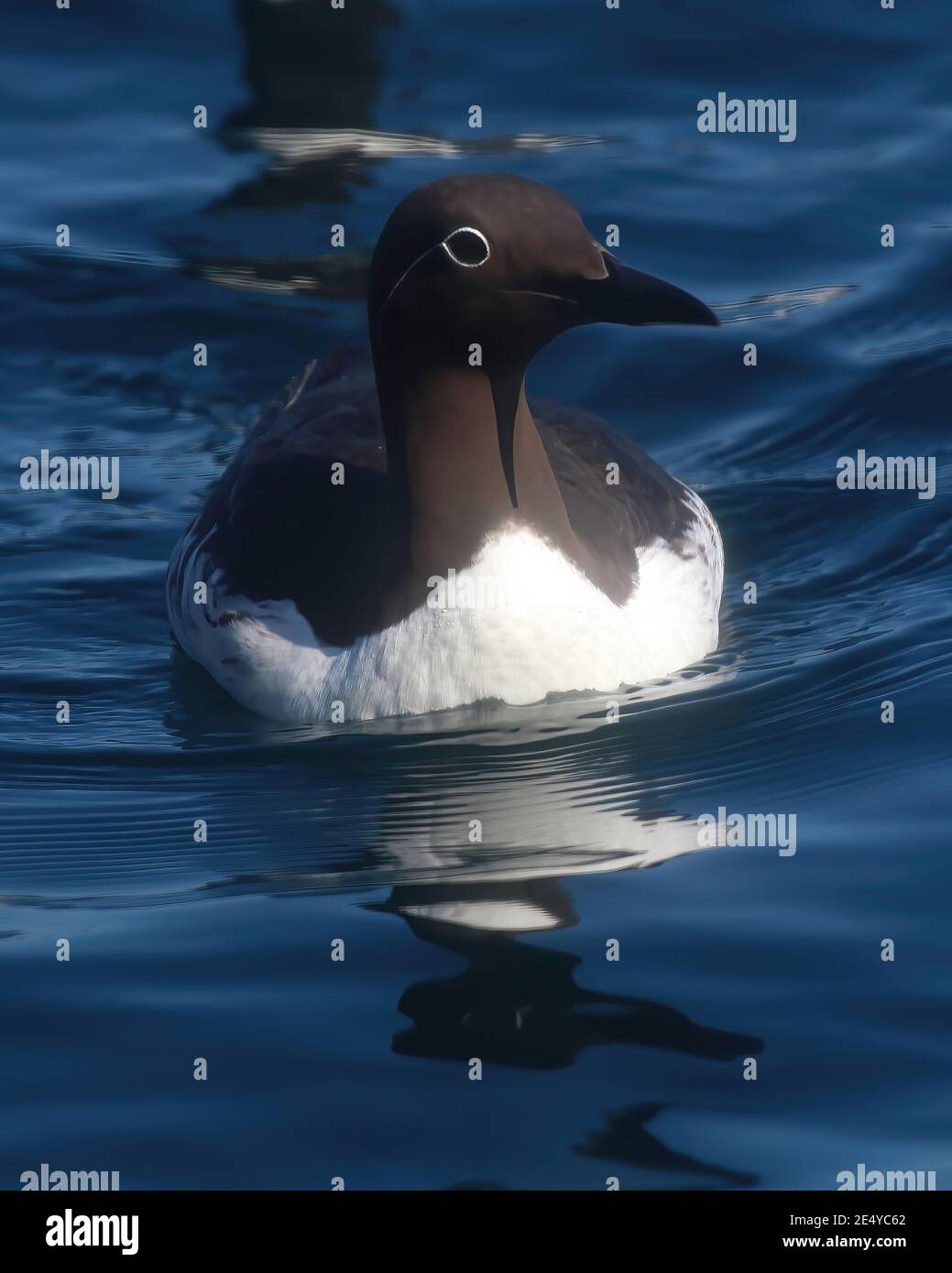 A bridled Common Guillemot at the Shiant Islands. Stock Photo