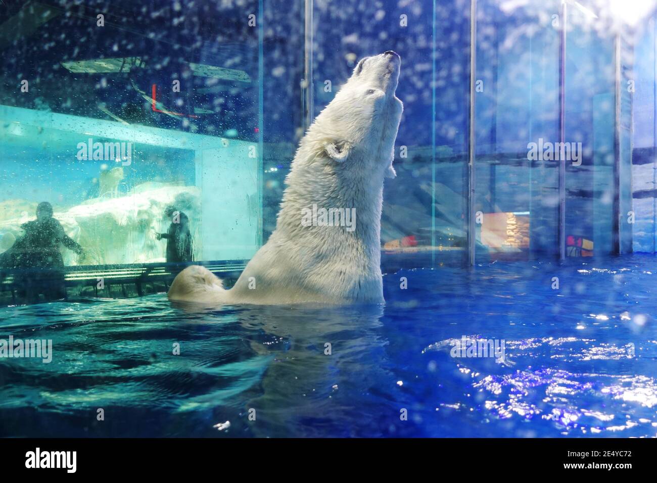 Harbin Polar Pavilion, the world's first polar performing arts amusement  park, features the most comprehensive range of Arctic and Antarctic animals  and polar animal shows, atracting many tourists to visit in Harbin