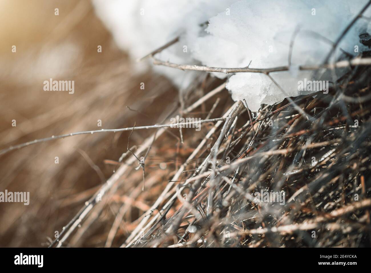 Water dripping on branches from melting snow Stock Photo - Alamy