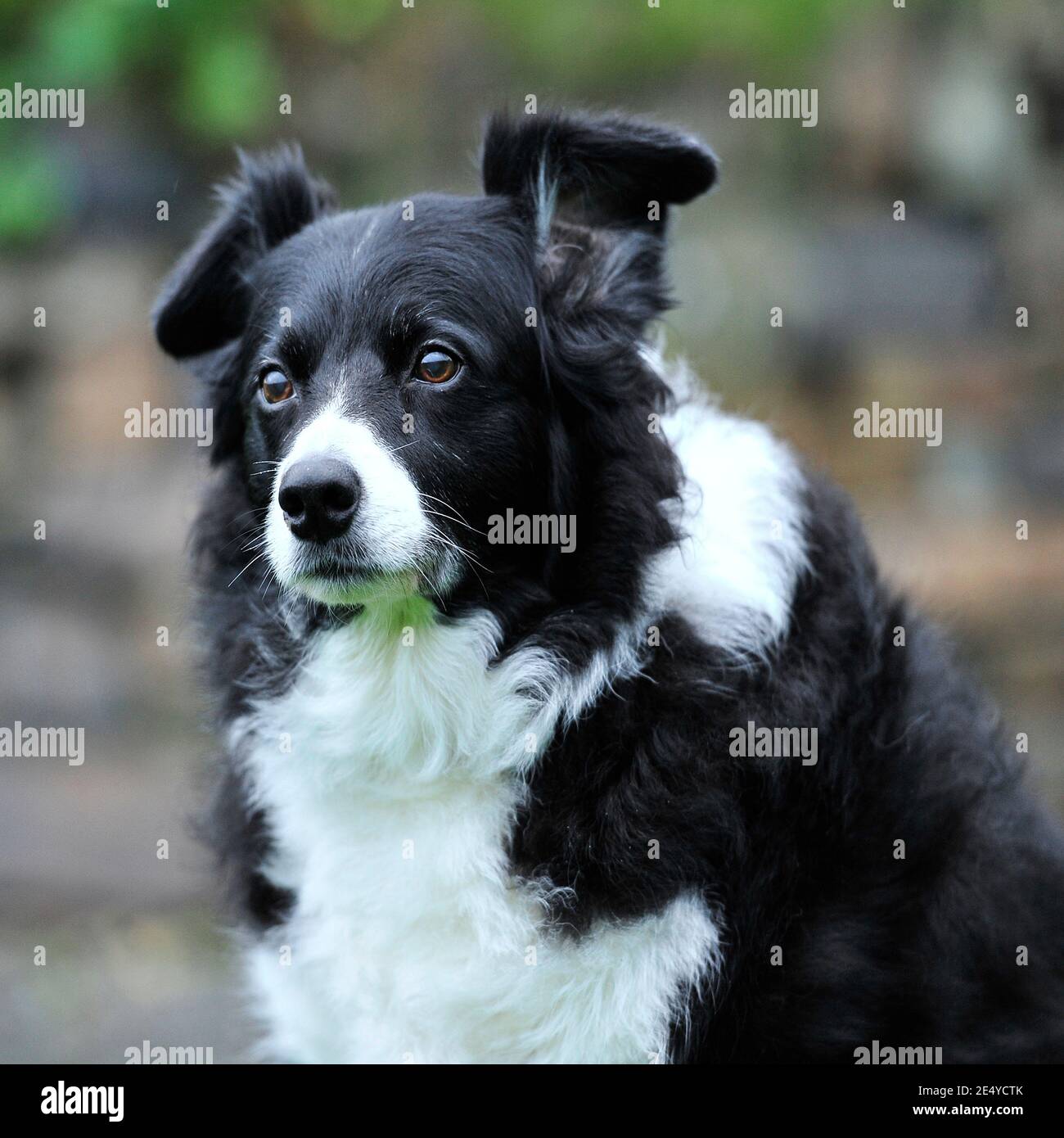 older border collie Stock Photo - Alamy