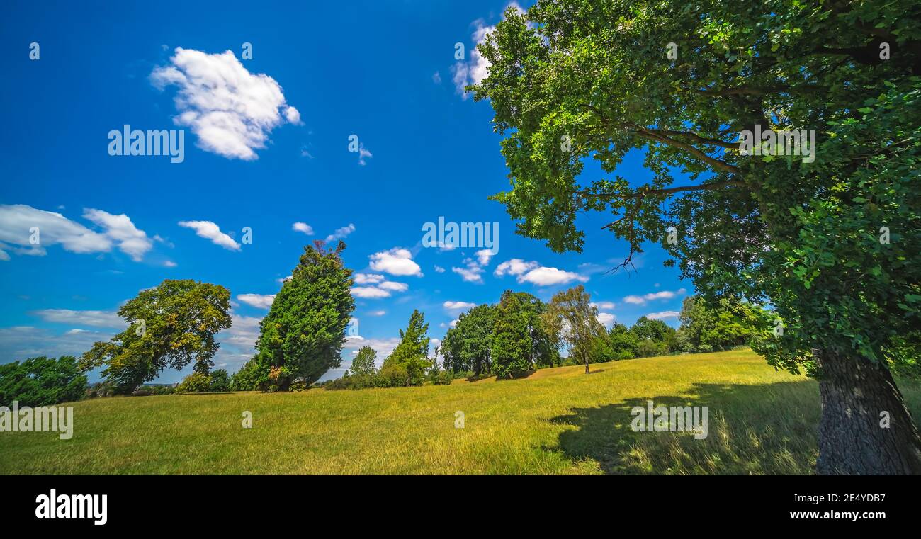 Grass trees under blue hi-res stock photography and images - Alamy