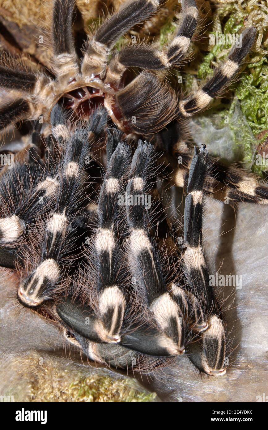 Acanthoscurria geniculata, brazilian whiteknee tarantula, Weißknie- Vogelspinne, Häutung, skinning Stock Photo - Alamy