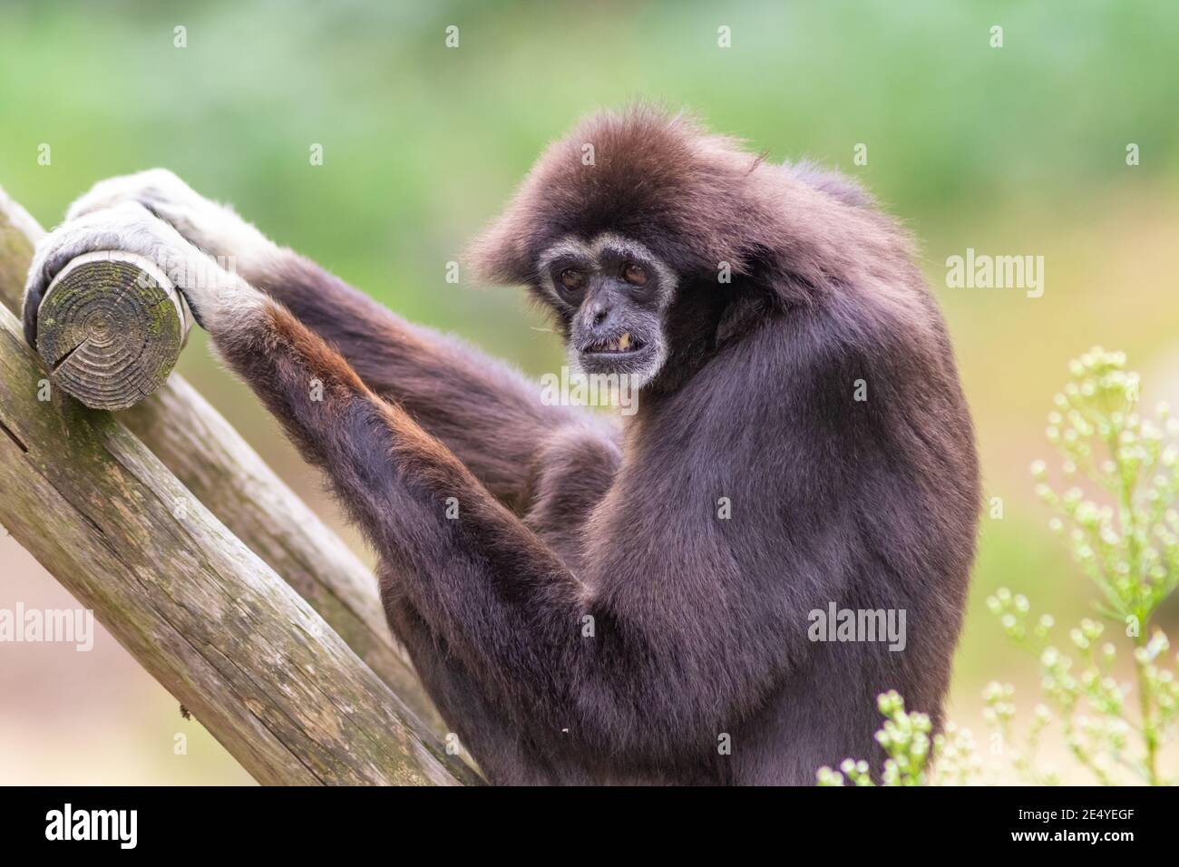 Lar gibbon white handed gibbon ape monkey portrait close up Stock Photo