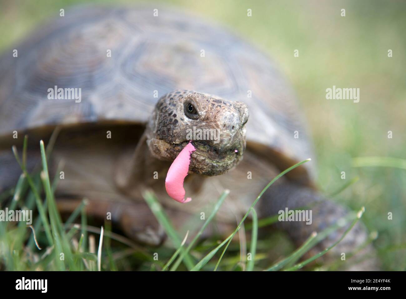 Desert Tortoise walking with rose petal in its mouth Stock Photo