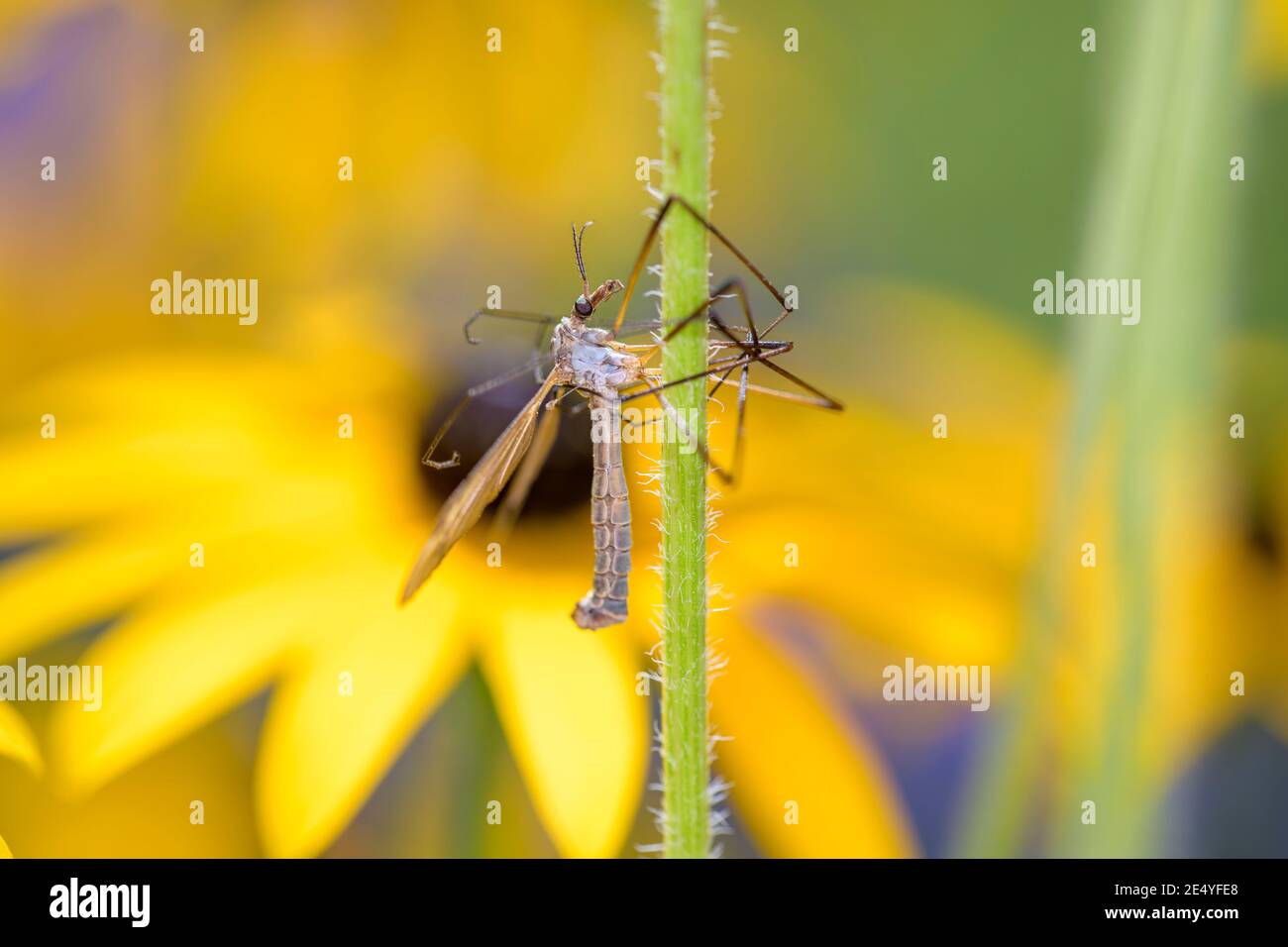 Common crane fly Tipula paludosa in its natural habitat Stock Photo