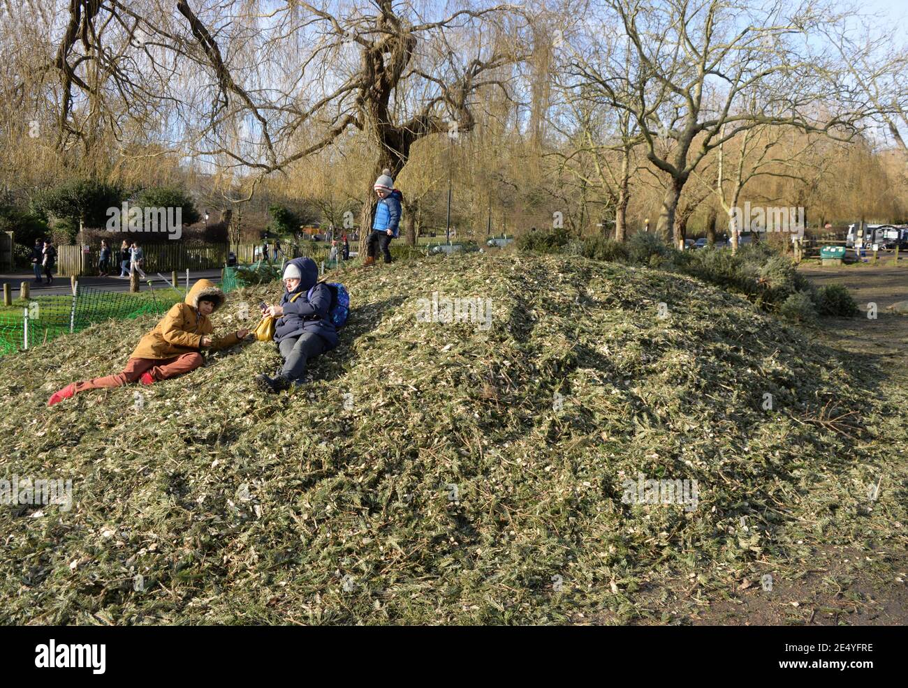 A mother and two children lie on a large pile of chopped up Christmas trees. Over fifty used Christmas trees lie abandoned on Hampstead Heath in January. Park wardens make an effort to chop them up into mulch for recycling. Stock Photo