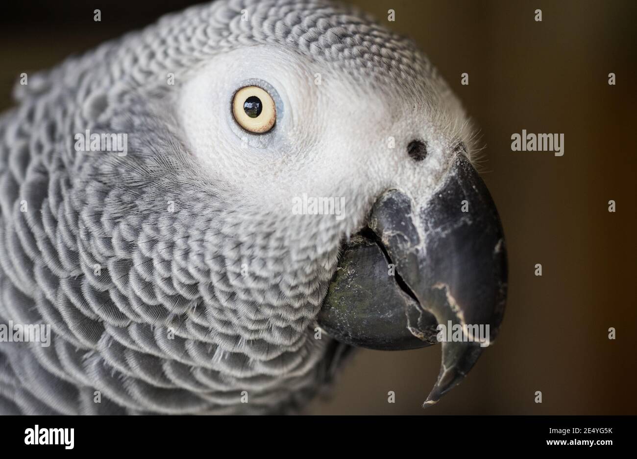 Close up potrait of African grey parrot Stock Photo