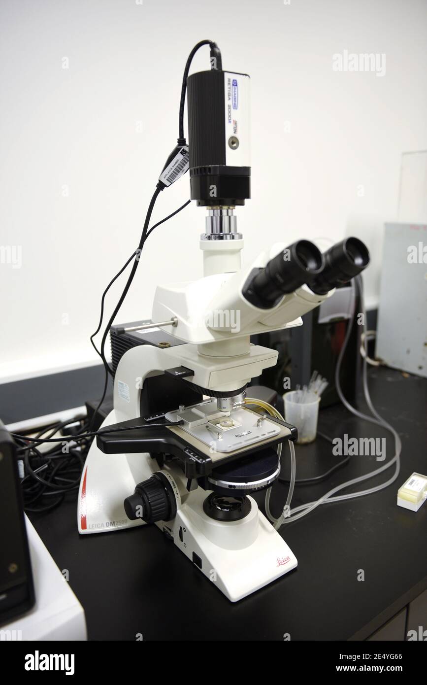 Leica DM2500 optical microscope in a laboratory workplace with a Q Imaging Retiga 2000R 1.92MP Color CCD Microscope Camera. Selective focus. Stock Photo