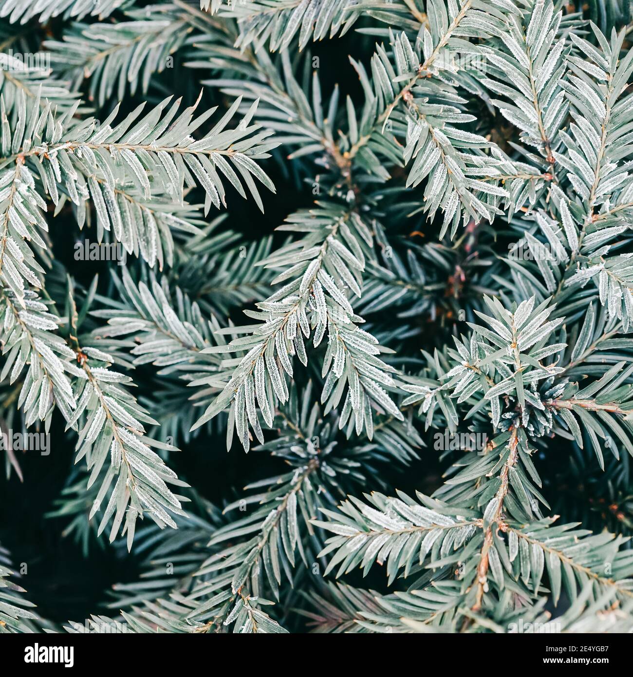 Christmas tree twigs with hoarfrost, coniferous tree background Stock Photo