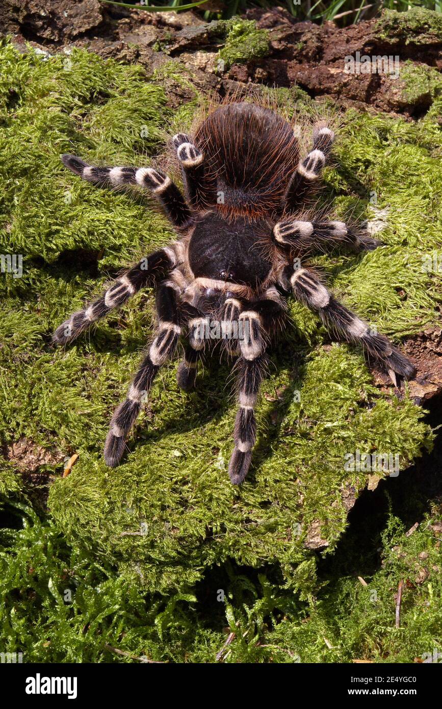 Acanthoscurria geniculata, brazilian whiteknee tarantula, Weißknie-Vogelspinne Stock Photo