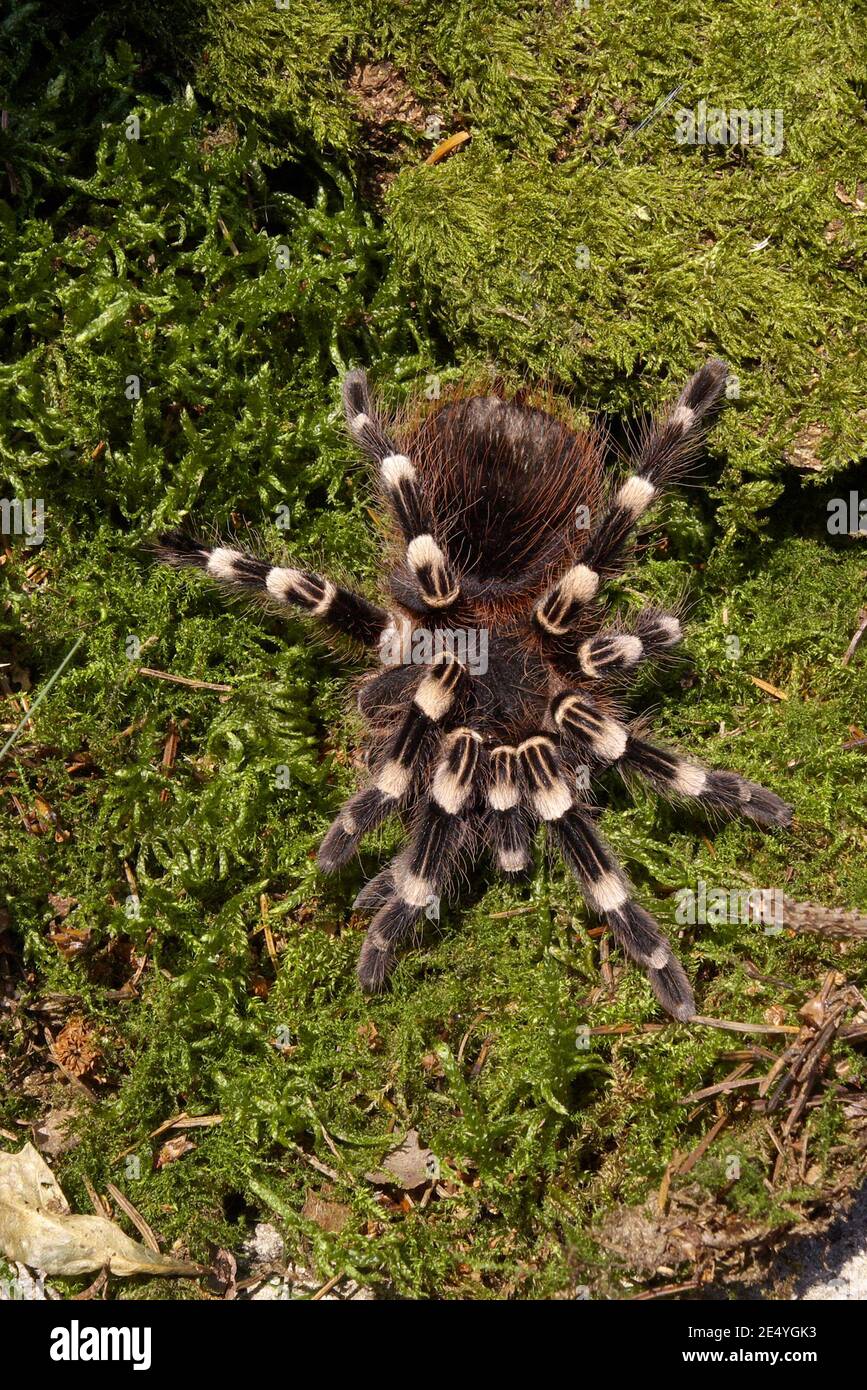 Acanthoscurria geniculata, brazilian whiteknee tarantula, Weißknie-Vogelspinne Stock Photo